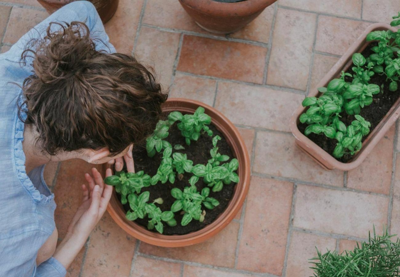 Gardening fresh herbs